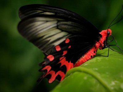 Pozvánka do skleníku Fata Morgana na výstavu tropických motýlů