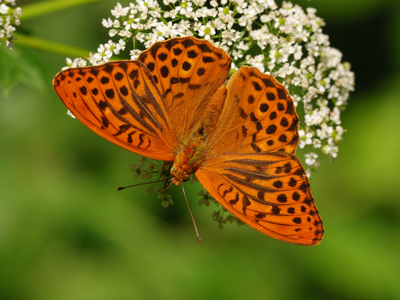 Hledejte pražské motýly, vyzývají odborníci veřejnost. Přispějete vzniku prvního atlasu denních motýlů hlavního města